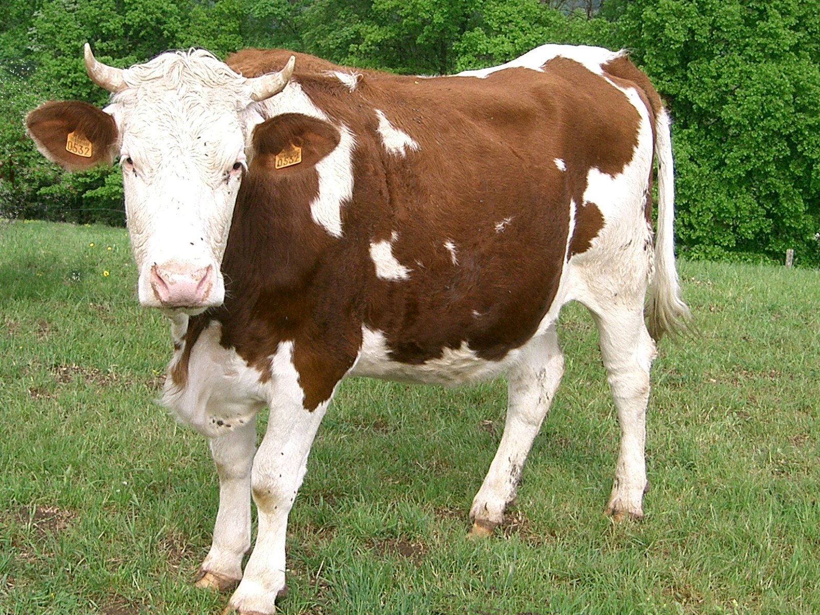 vache 5